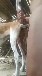 Aroused man loudly fucks farm animal in the ass.mp4