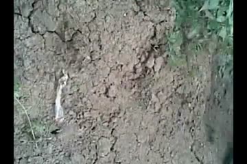 ABG[Ketauan Di Kebun Disuruh Muncratin[Walahar Karawang - DoodStream