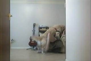 狗...mp4