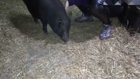 babi#1.mp4